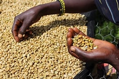 KDK INTERNATIONAL MANUFACTURING PLC coffee